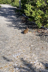 Marsh rabbit 6-25-25