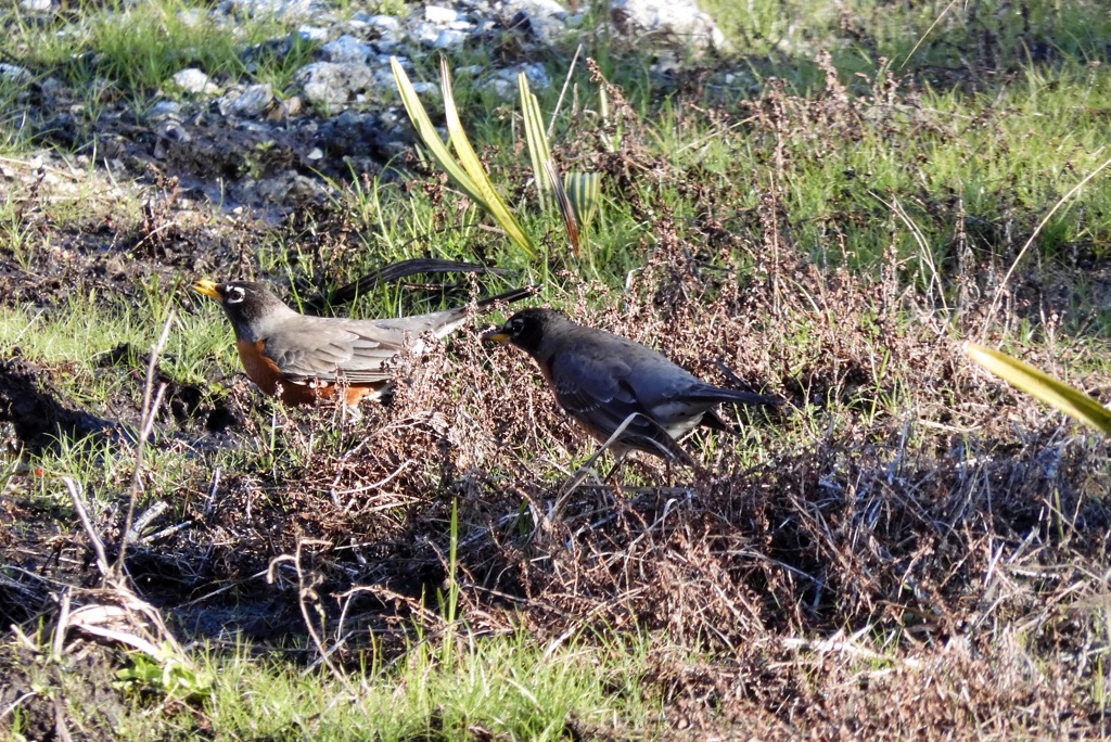 American Robins 2-21-24