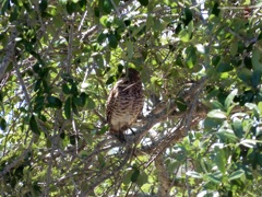 In the Oak Tree 4-10-25