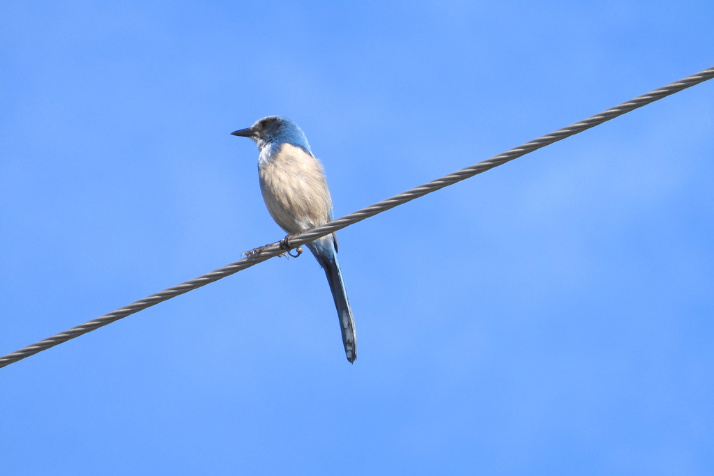 Florida Scrub Jay I 3-1-23