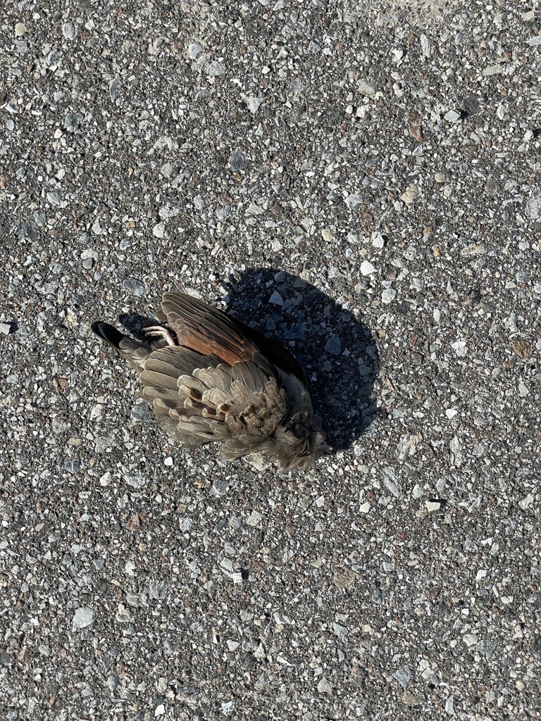 RIP 9-3-23