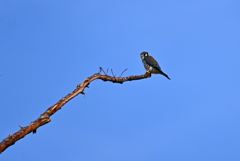 American Kestrel I 10-27-24