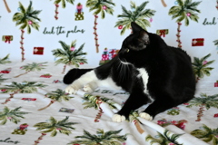 Christmas Photo Shoot 1 11-8-24