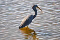 みうしなっちゃったかな　11-18-25