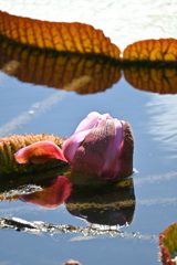 Victoria amazonica I 7-17-25