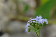 Whiteweed? 2-2-25