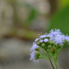 Whiteweed? 2-2-25