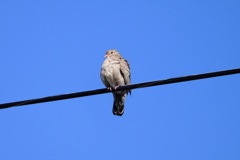 Common Ground Dove I 2-20-24