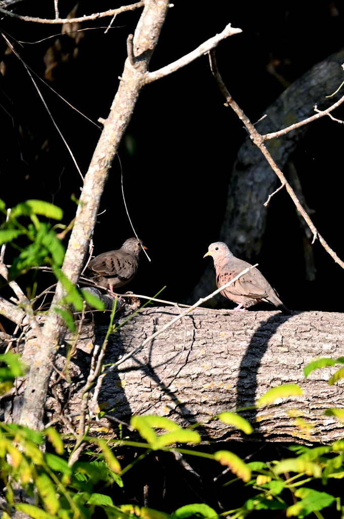 Common Ground Doves 1 & 2 8-20-25