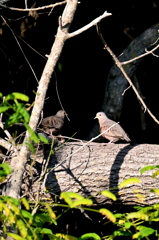Common Ground Doves 1 & 2 8-20-25