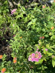 Lantana II 11-17-22