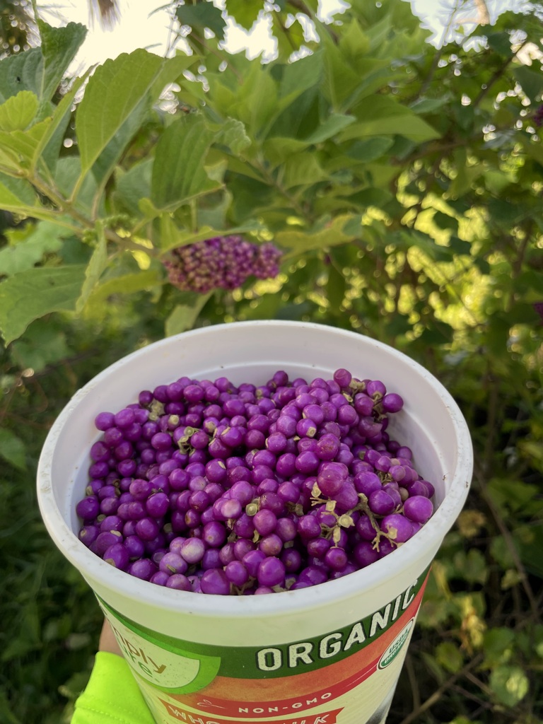 Beautyberry Picking 1 8-23-24