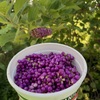 Beautyberry Picking 1 8-23-24