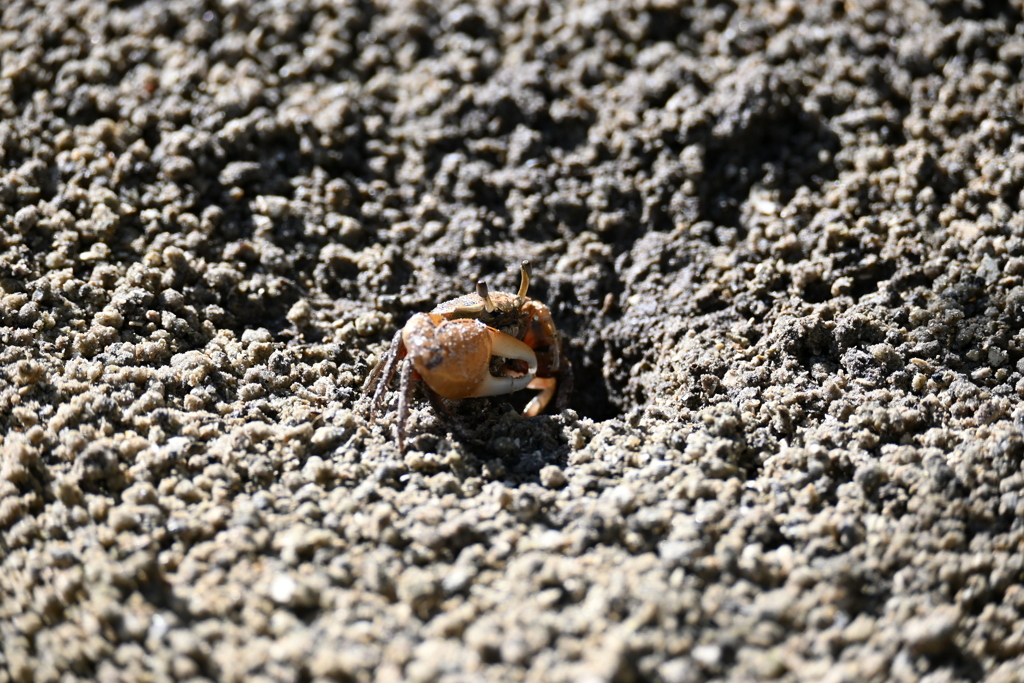 Mudflat Fiddler Crab かなぁ 6-26-25