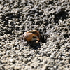 Mudflat Fiddler Crab かなぁ 6-26-25