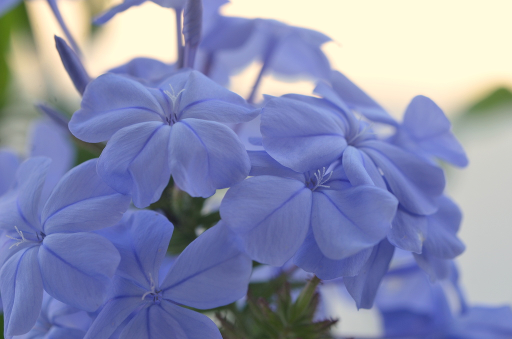Plumbago auriculata 2-24-23