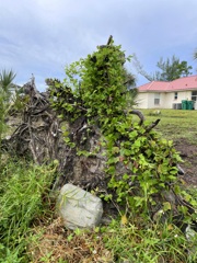 Fallen Tree Stump 9-18-25