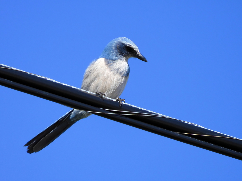 Florida Scrub Jay IV 12-28-23