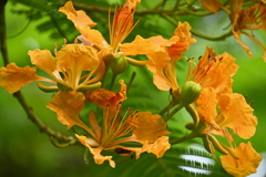 Delonix regia var. flavida I 7-17-25