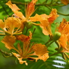 Delonix regia var. flavida I 7-17-25