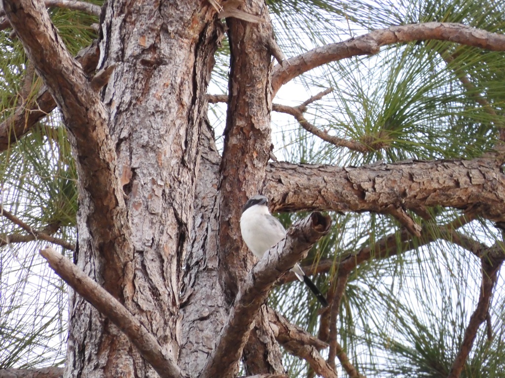 Loggerhead Shrike I 10-9-23