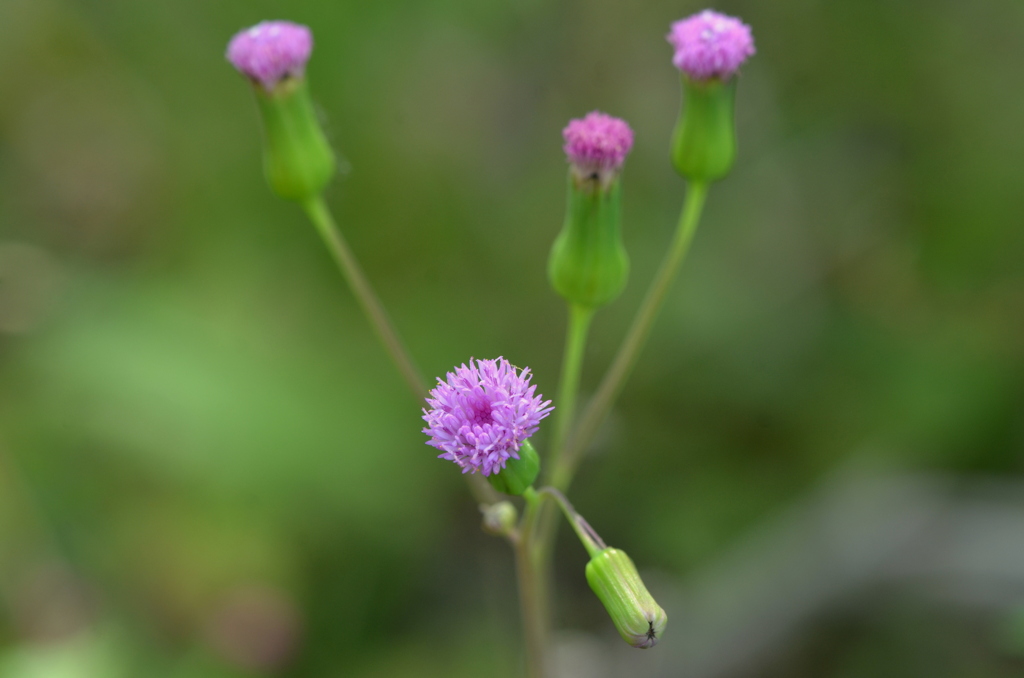 Lilac Tasselflower I 3-5-24