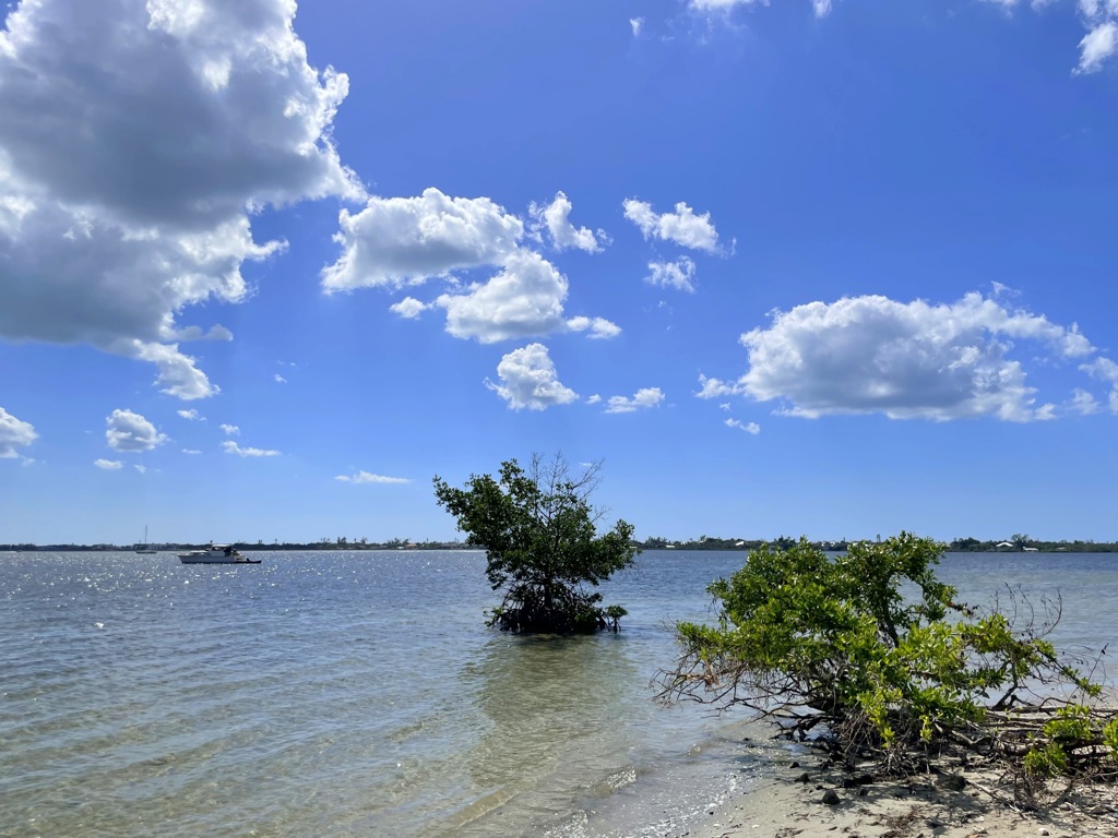 Mangrove 10-24-23