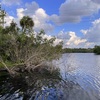 Mangrove 2-3-23