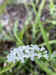 Euploca polyphylla 5-30-22