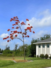 Royal Poinciana 5-18-24