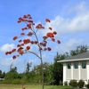 Royal Poinciana 5-18-24