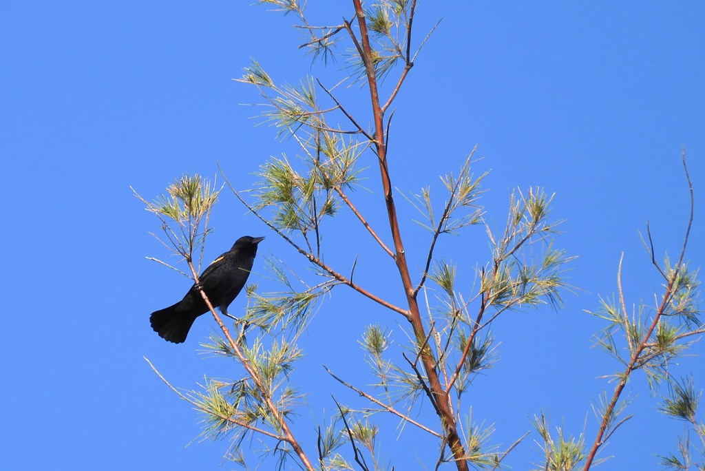 Red-Winged Blackbird III 10-28-23