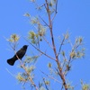 Red-Winged Blackbird III 10-28-23
