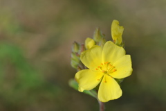 Pinebarren Frostweed III 1-4-23
