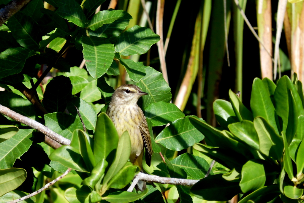 Palm Warbler　2-9-23