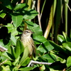 Palm Warbler　2-9-23