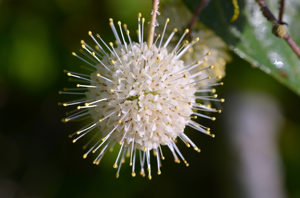 Common Buttonbush II 5-10-23