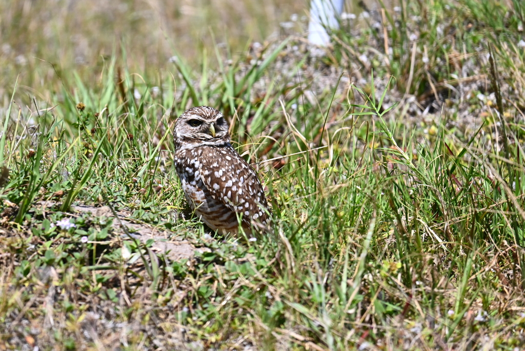 Athene cunicularia Near Koza-Saradino