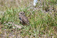 Athene cunicularia Near Koza-Saradino