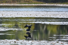 Anhinga on Ollie's Pond 2-4-25