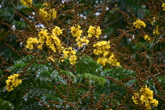 Peltophorum pterocarpum 7-17-25