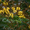 Peltophorum pterocarpum 7-17-25