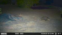 Opposum 10-29-25