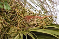 Brown Thrasher III 9-26-23