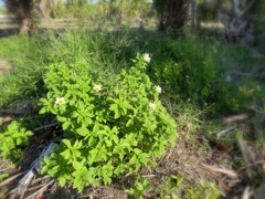 Turnera subulata before Milton 10-5-24