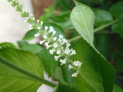 Sweet Almond Bush II 7-25-23