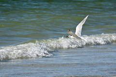 Sandwich Terns Flying 11-26-24