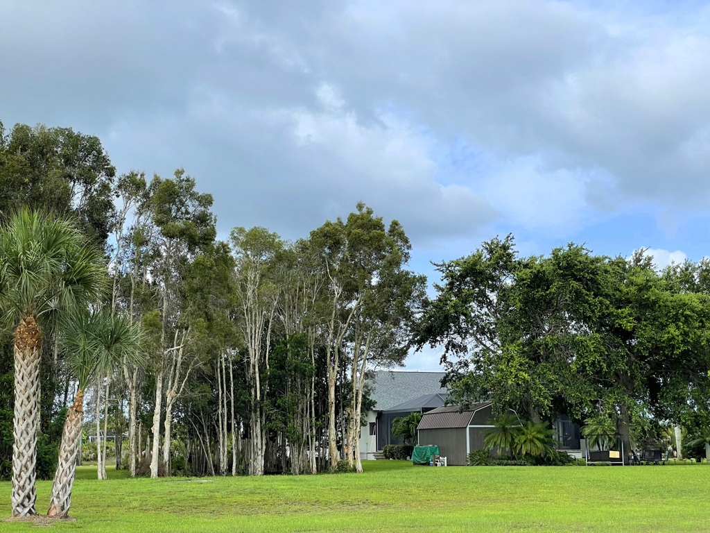 Melaleuca quinquenervia 6-19-22