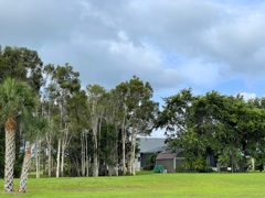 Melaleuca quinquenervia 6-19-22