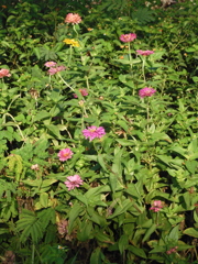 Zinnias　8-6-23